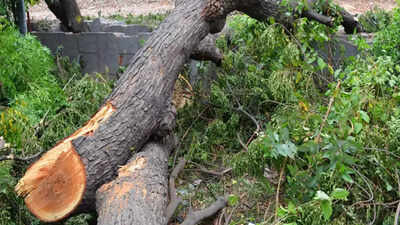 Mumbai's Dharavi to lose 403 trees for sewage plant