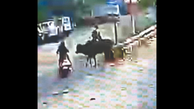 Bull hits scooter, cattle owner booked in Gujarat