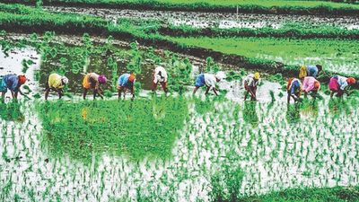 A 1st: Punjab thrust to ‘chemical-free’ basmati cultivation in Amritsar block famous for it