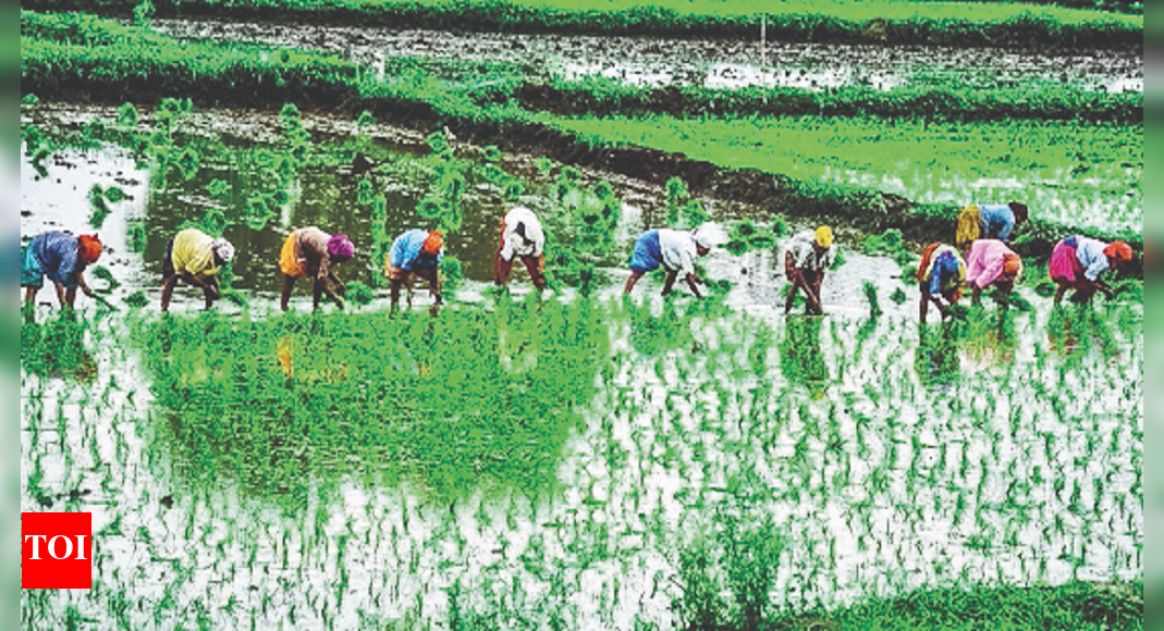 A 1st: Punjab Thrust To ‘chemical-free’ Basmati Cultivation In Amritsar ...