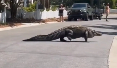 Gigantic alligator takes a stroll in the city