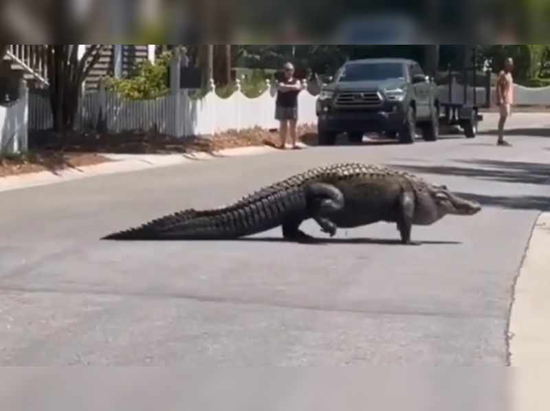 Gigantic Alligator Viral News Gigantic Alligator Takes A Stroll In The City 1539