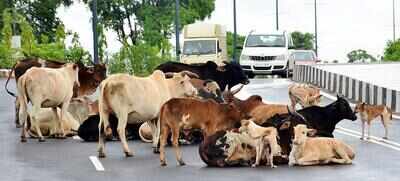 Soon, vet dept to hold third vax round for cattle to control LSD