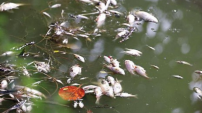 Snuffed out: Sewage diversion into pond kills fish in Dwarka | Delhi ...