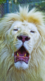 Bajau people: Incredible sea-gypsies of Southeast Asia, World - TimesTravel