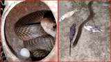 On cam: Cobra takes refuge inside bird cage in Odisha's Banki, rescued