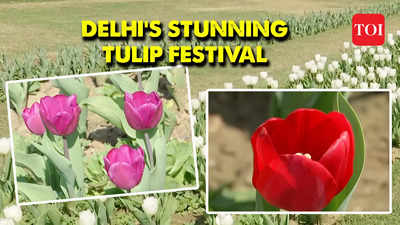 New Delhi's Vibrant Tulip Festival Blossoms with Color and Celebration