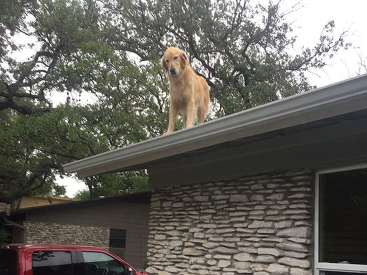 Internet is in love with this dog who's always on the roof, family writes a note to explain why