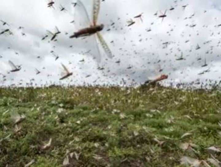 Now, drones and planes to fight locust menace in Rajasthan