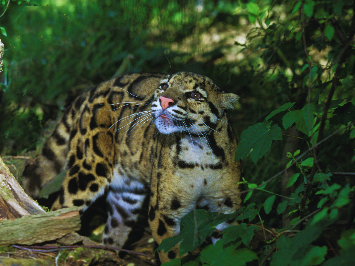 Clouded Leopard Preying On Slow Loris