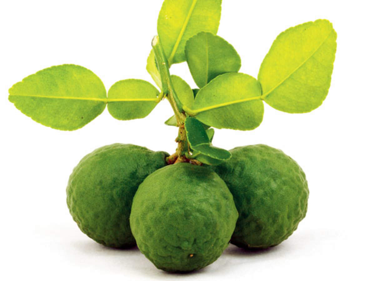 The Tangy Pleasures Of Kaffir Lime Times Of India