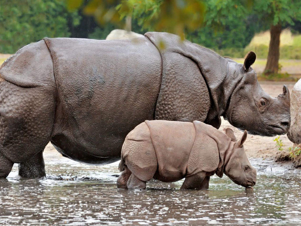 102 Indian rhinos killed in a decade, reveals RTI | Agra News - Times of  India