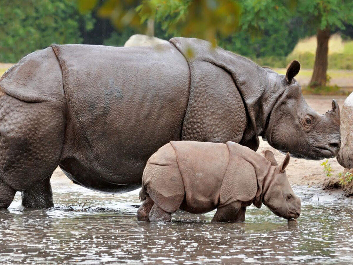 102 Indian rhinos killed in a decade, reveals RTI | Agra News - Times of  India