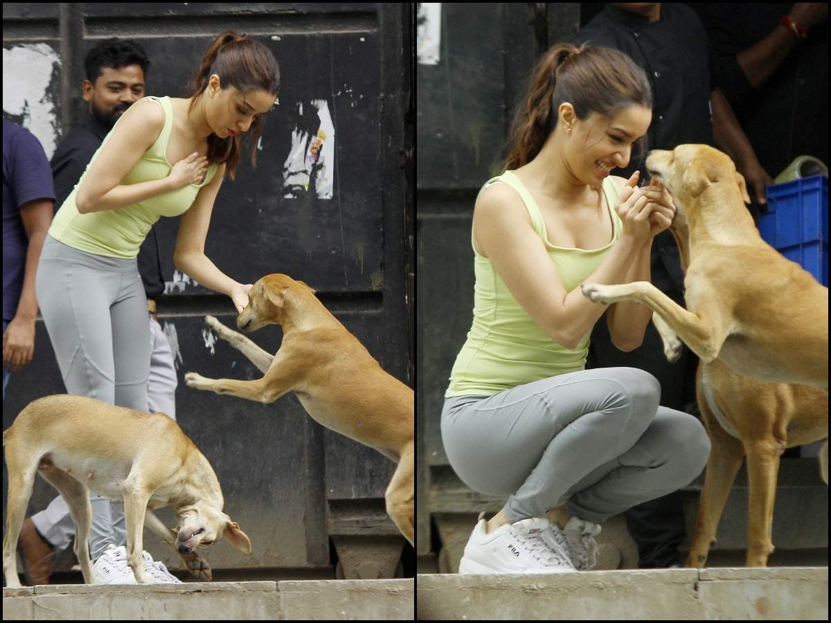 veg food for street dogs