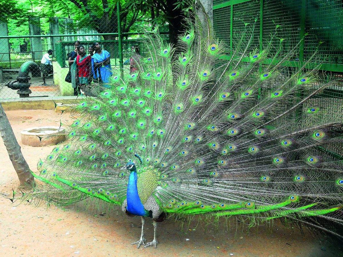Experts want total ban on peacock feather sale - Times of India