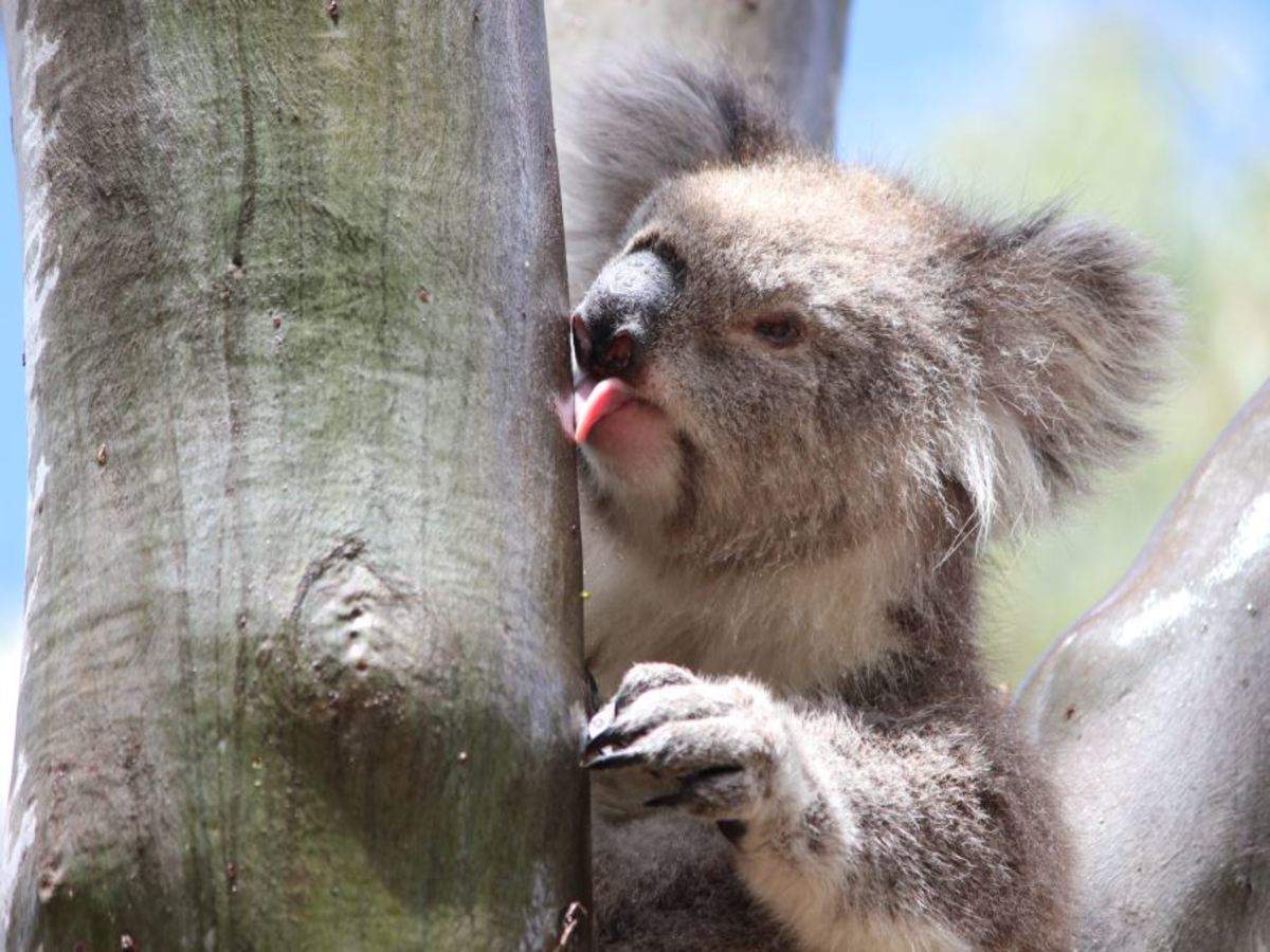 koalas: How do koalas drink? Not the way you might think - Times of India
