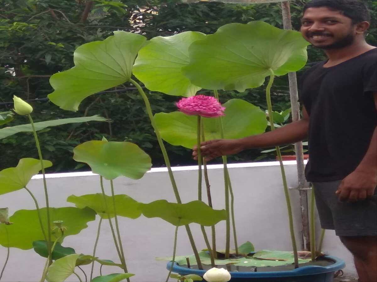 About Lotus Flower In Malayalam Language Best Flower Site