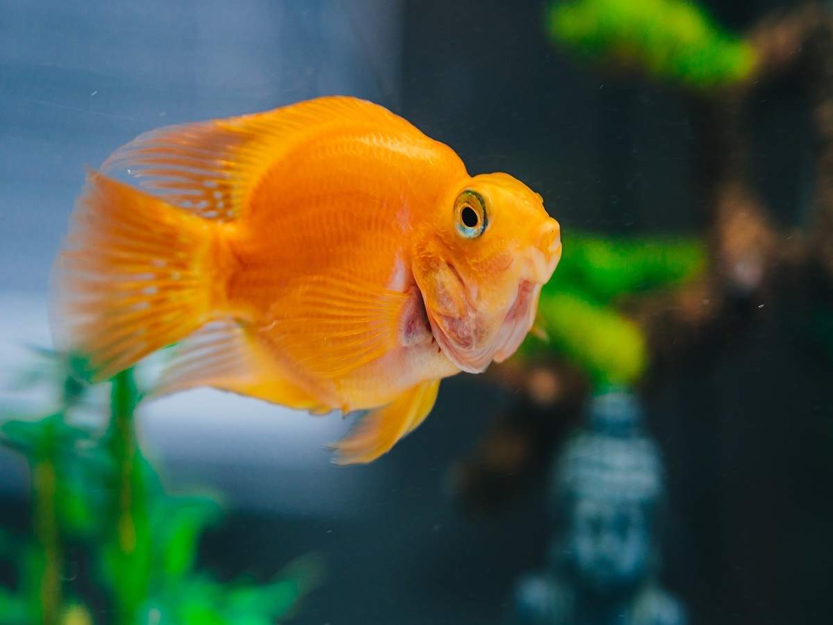 Aquarium glass cleaners that will help you keep your fish tank clean