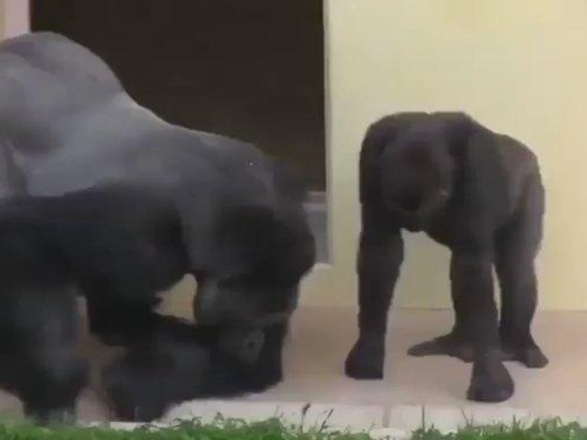 Viral Video These Two Gorillas Observing A Caterpillar Is The Best Thing You Will See Today Times Of India