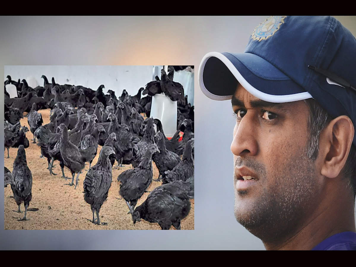 Ms Dhoni Set For Poultry Farming Orders 00 Black Kadaknath Chickens Off The Field News Times Of India