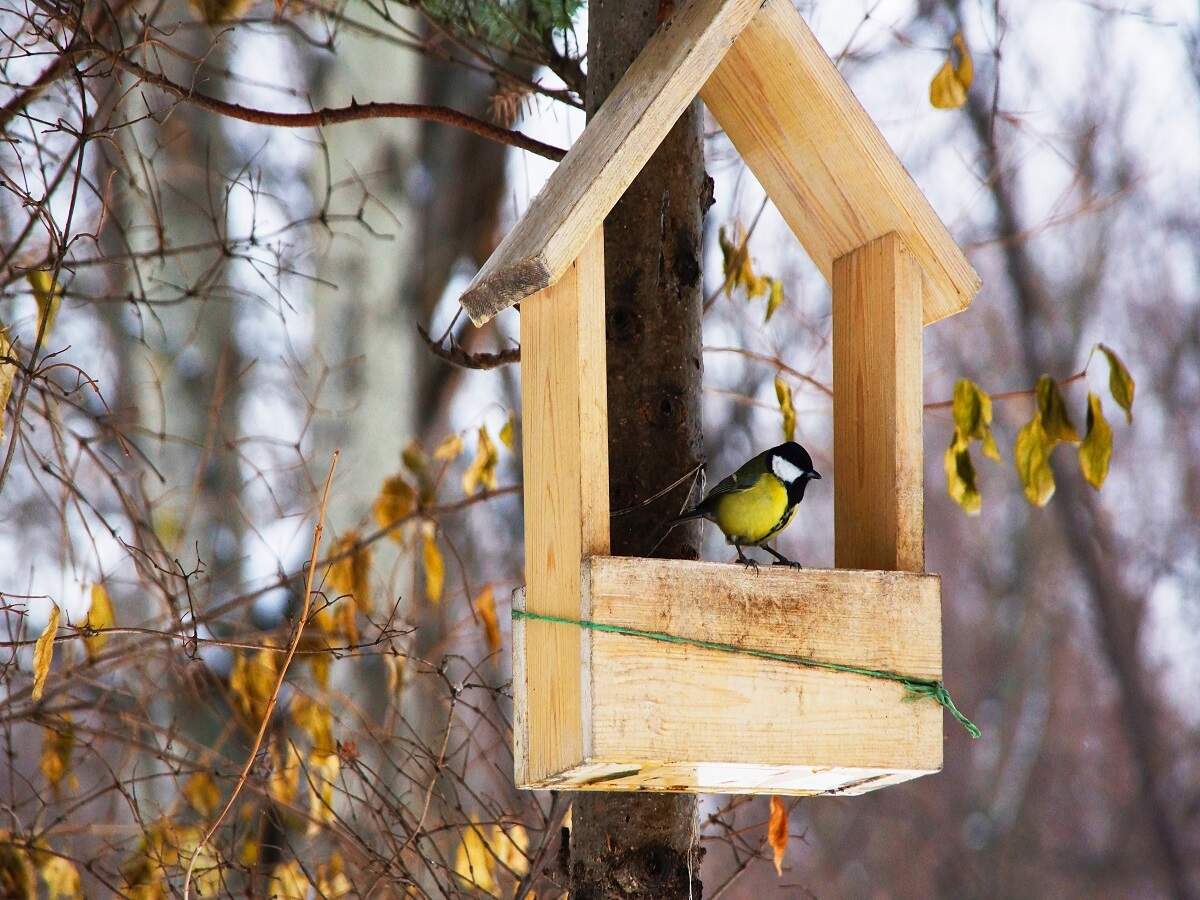 How to Clean Your Bird Feeder  All About Birds All About Birds