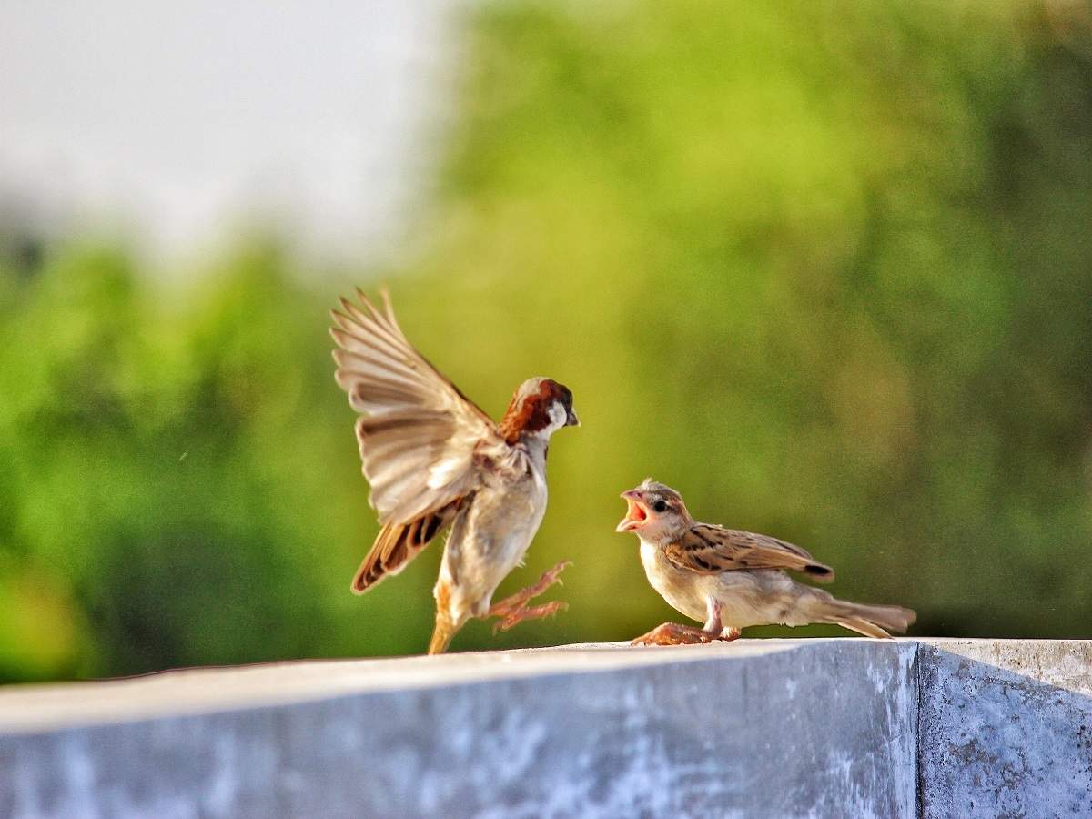 Bird food for small birds: Seeds & grains for sparrows, budgies, lovebirds  & more - Times of India