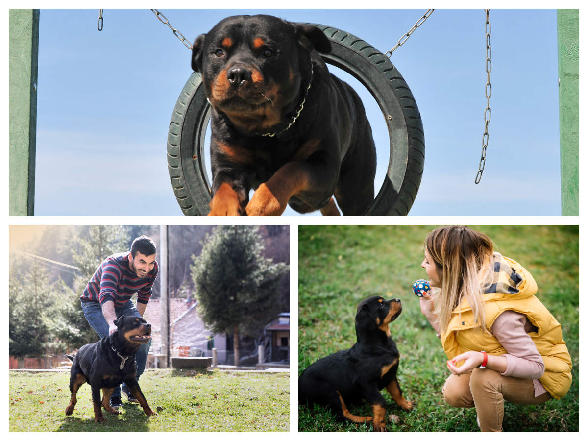 Are Rottweilers unsuitable as pets? Experts weigh in - Times of India