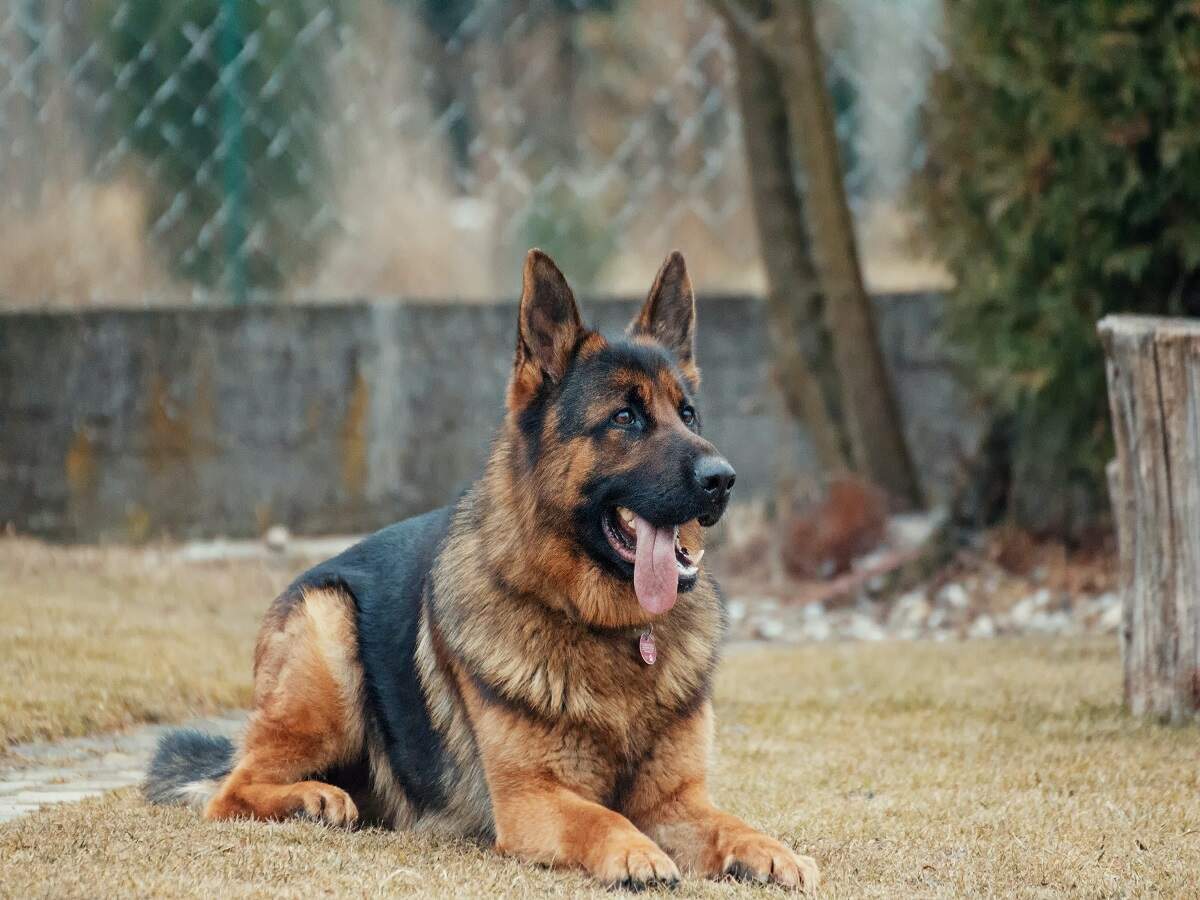 Milk for german outlet shepherd puppy