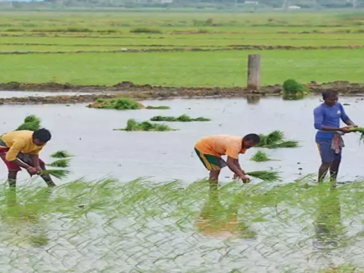 haryana: Paddy procurement in Punjab, Haryana delayed by 10 days |  Chandigarh News - Times of India