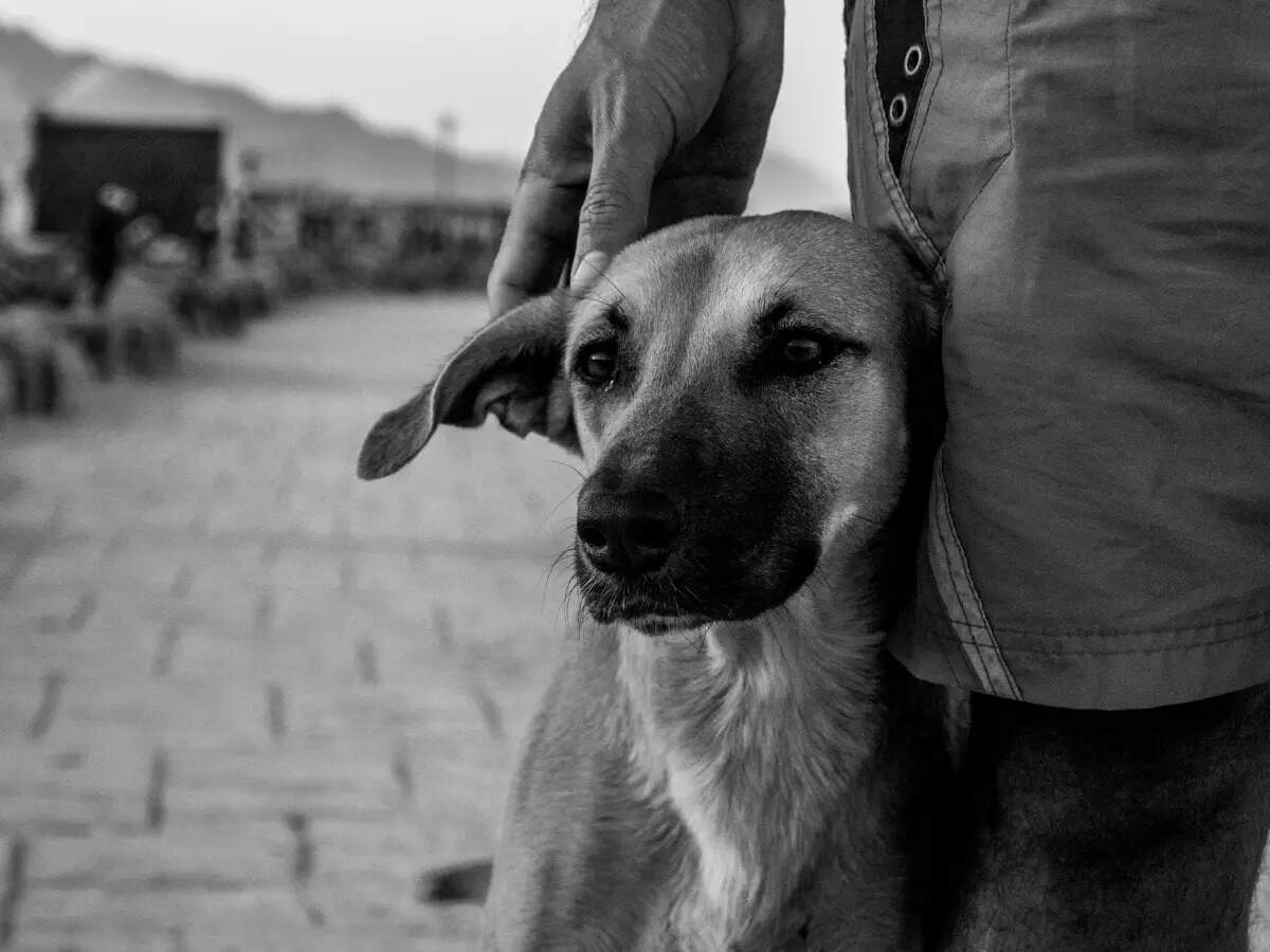 How to solve the stray dog problem - Times of India How to solve the stray dog problem - Times of India