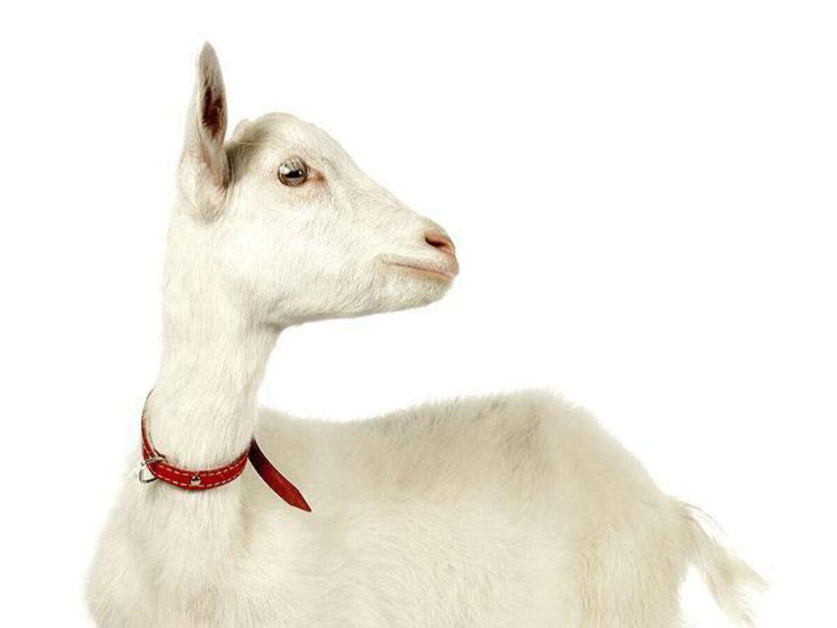 ... goats Kasewadi held Two | Pune News from for stealing