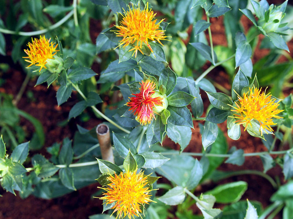 Saffron Flower Meaning In Malayalam Best Flower Site