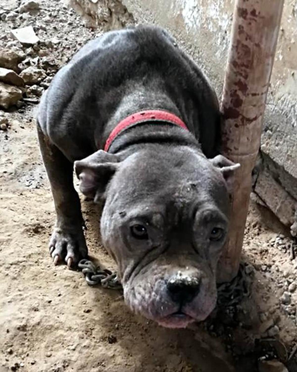 Nine Dogs Rescued From Illegal Breeding Centre But Owner