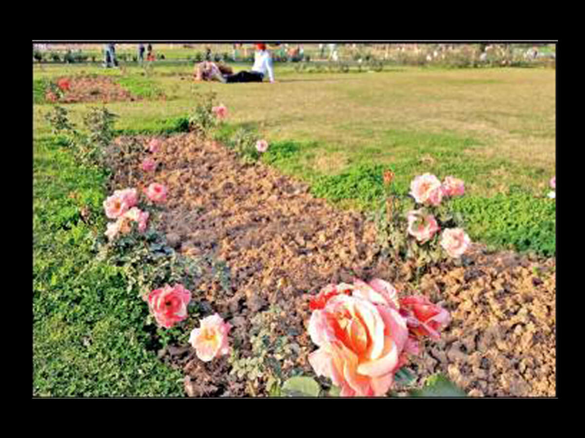 Rose Garden Decks Up To Host Its 46th Festival Rose Garden Decks Up To Host Its 46th Festival