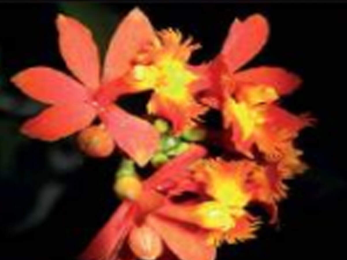 Orchid Flower Meaning In Telugu Best Flower Site