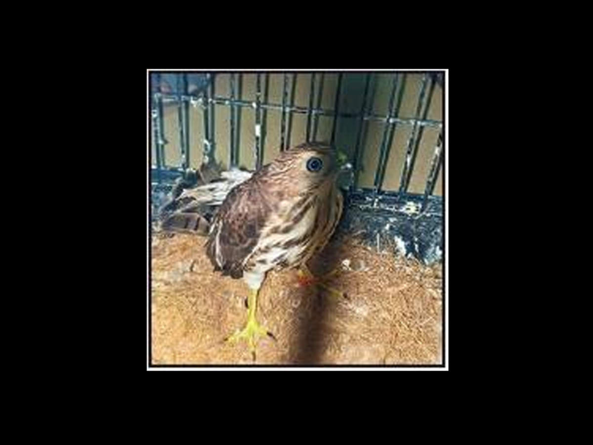 Man 25 Trying To Sell Protected Sparrow Hawk As Pet