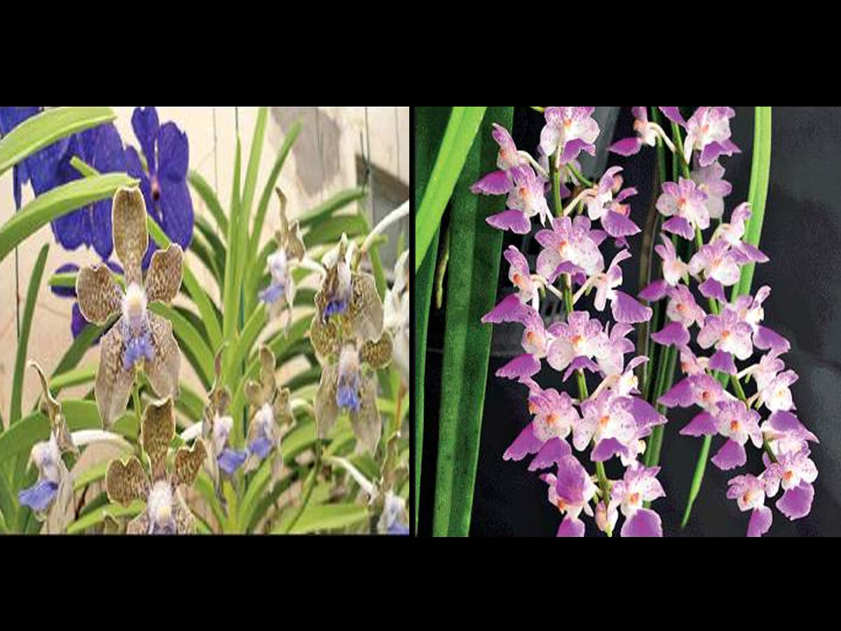 Orchid Flower Meaning In Telugu Best Flower Site