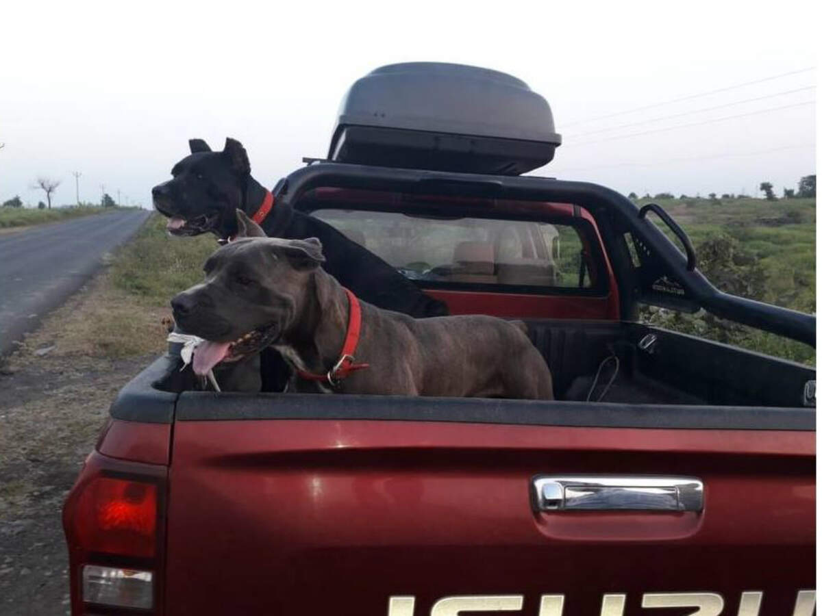 Jyoti Randhawa To Lead Team Of Dogs In Hunt For Maneater T1