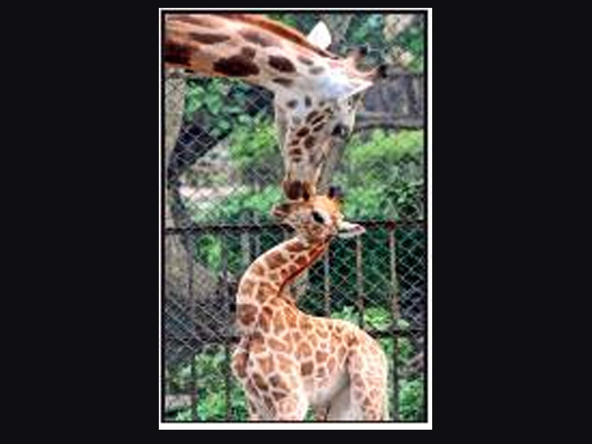 Giraffe Animal Information In Marathi