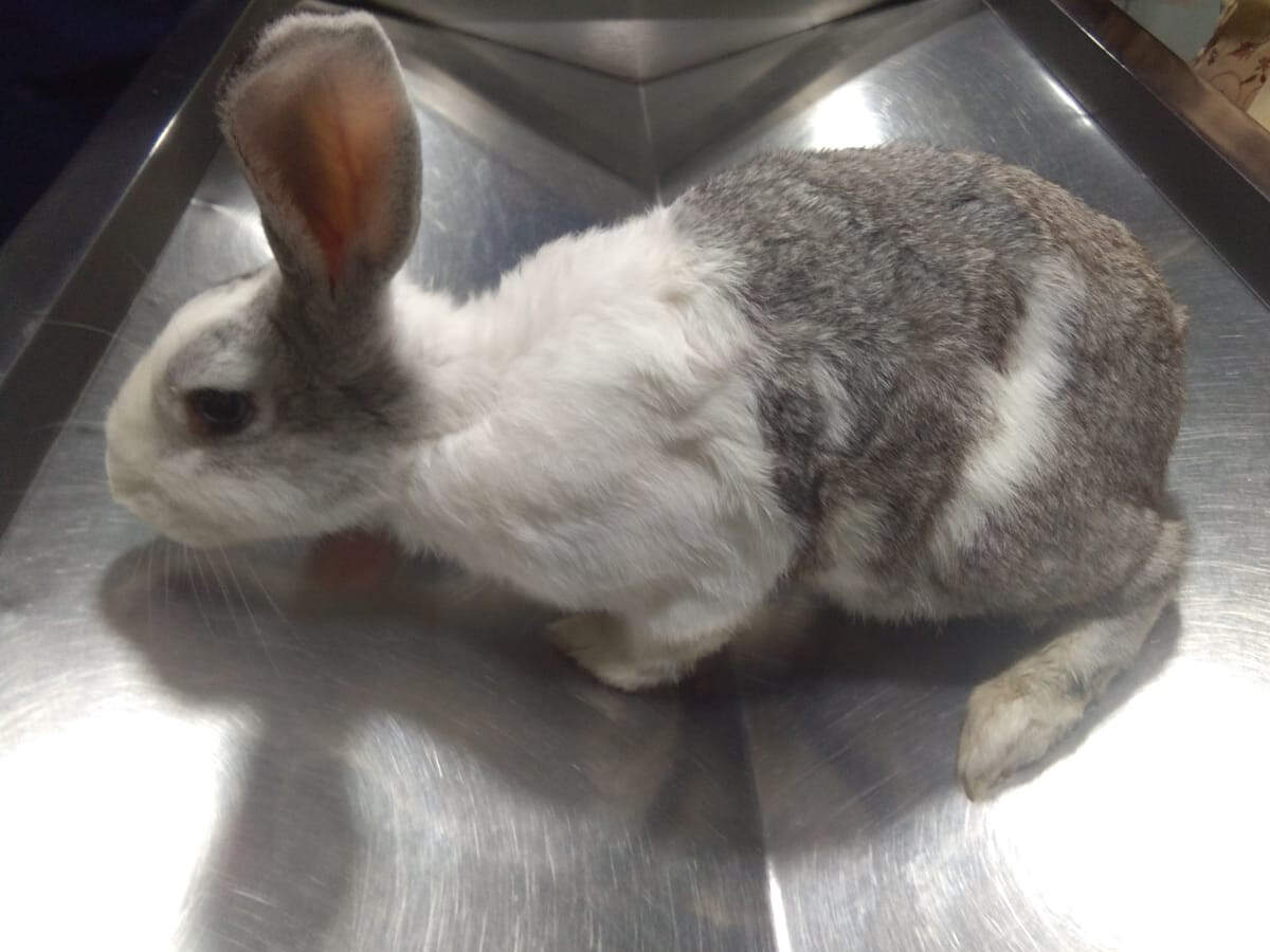 500gm Rabbit operated ... 3kg upon, Mumbai: tumour weighing