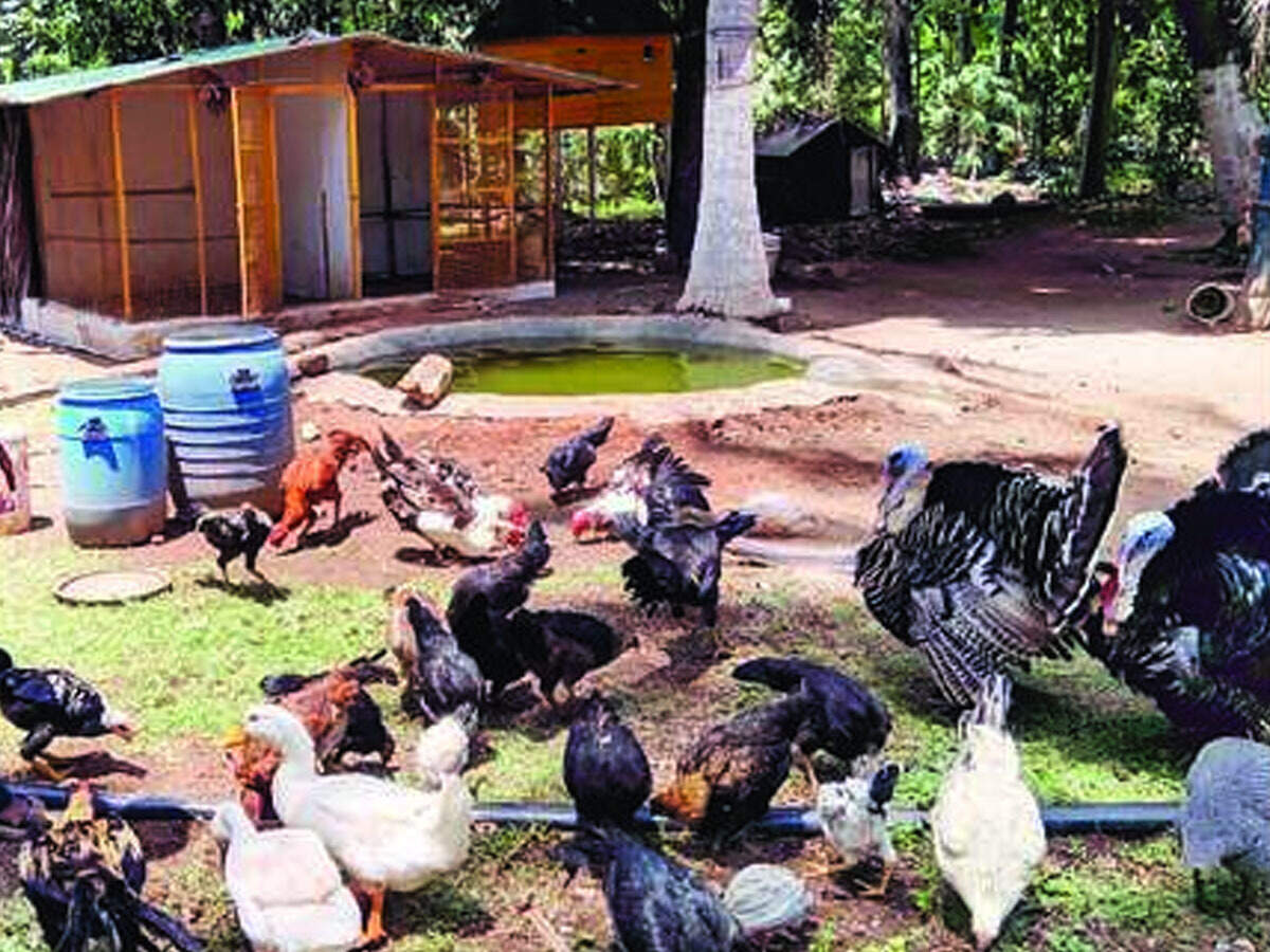 Eat Healthy Farming Goes Organic In Coimbatore Coimbatore News
