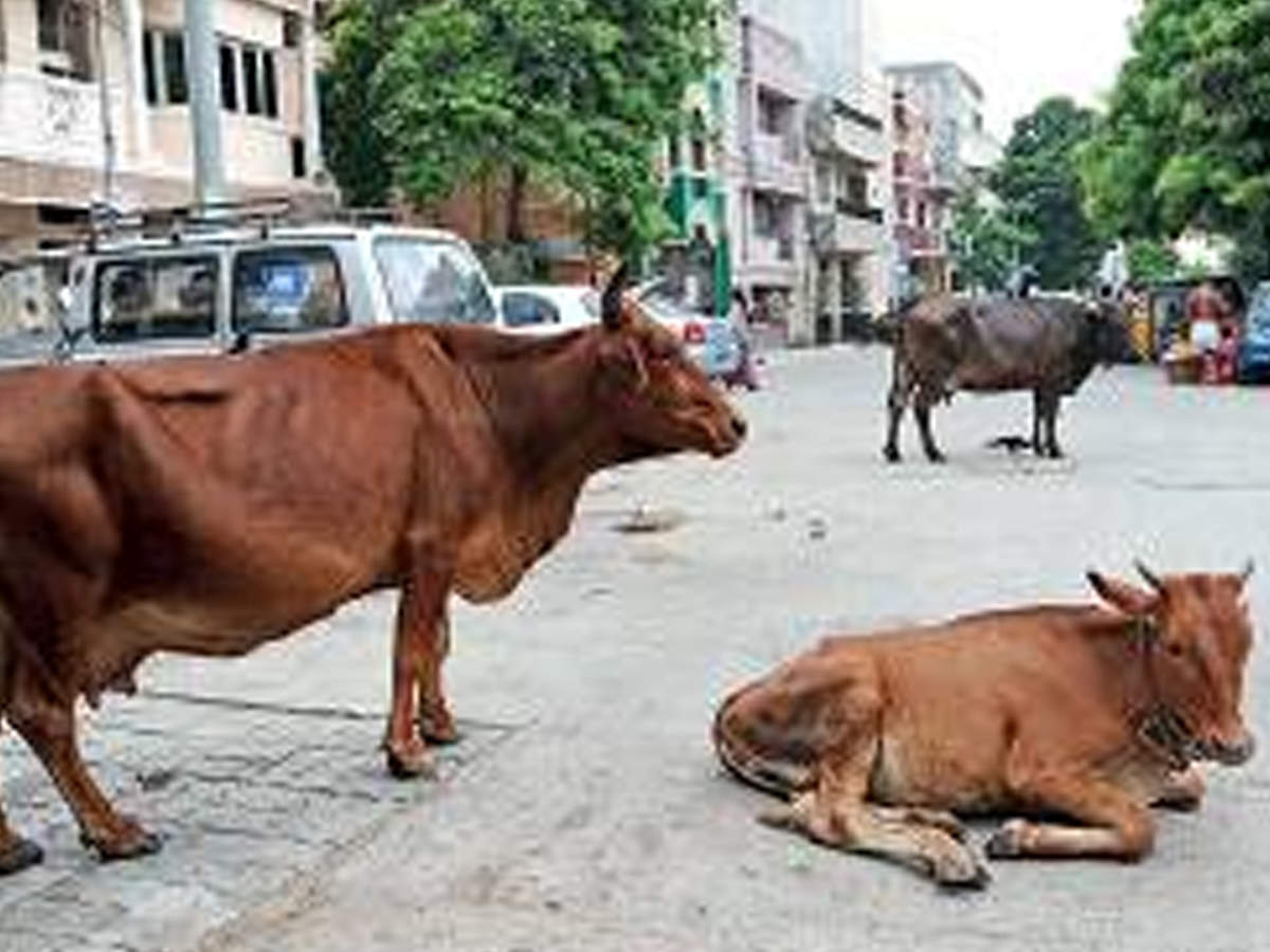 other-names-for-cow-in-tamil-all-about-cow-photos