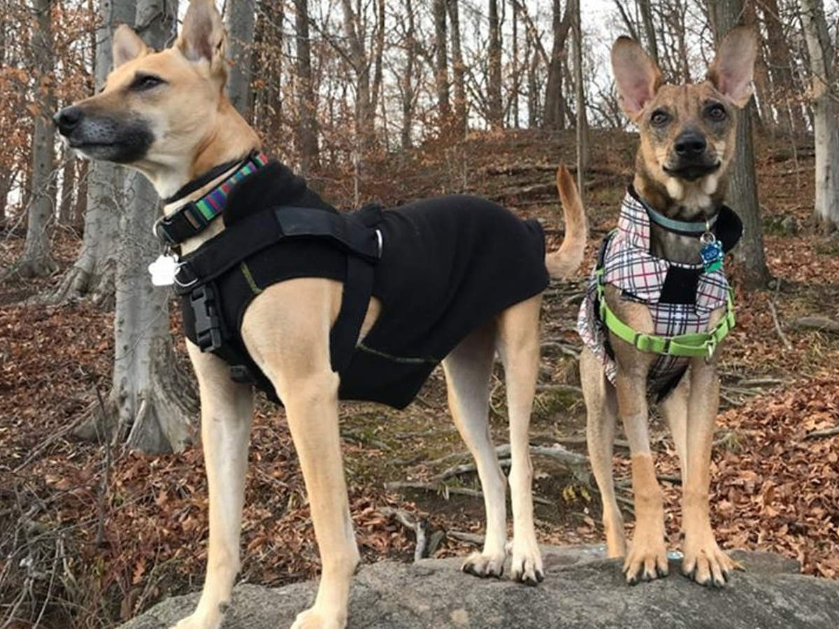 indians dog jersey