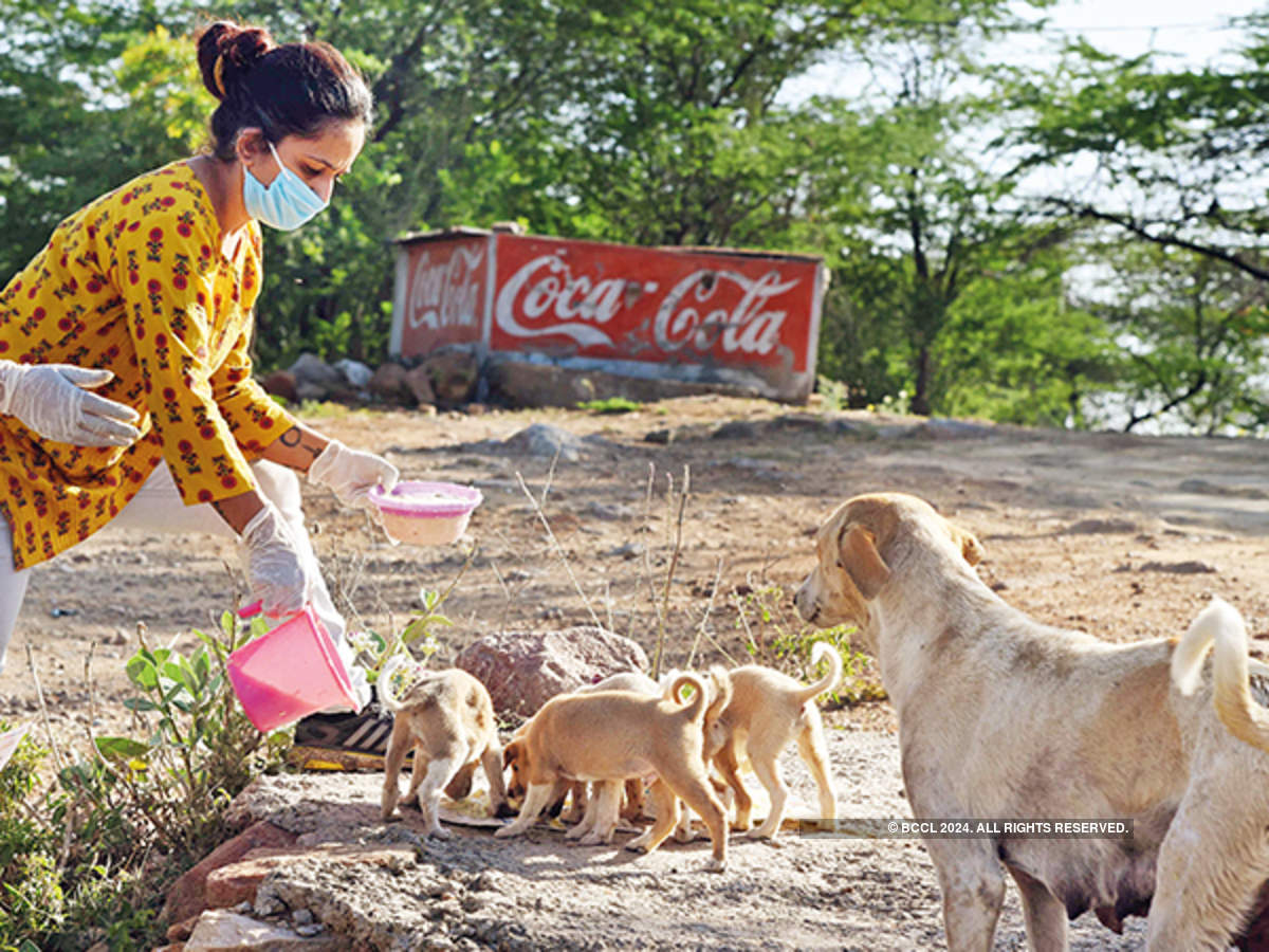 Your guide to feeding strays during lockdown | Delhi News - Times ...