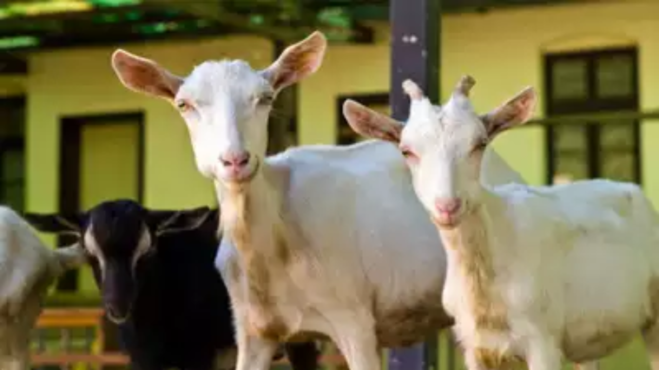 E-Commerce In India Now Includes Goat Sales