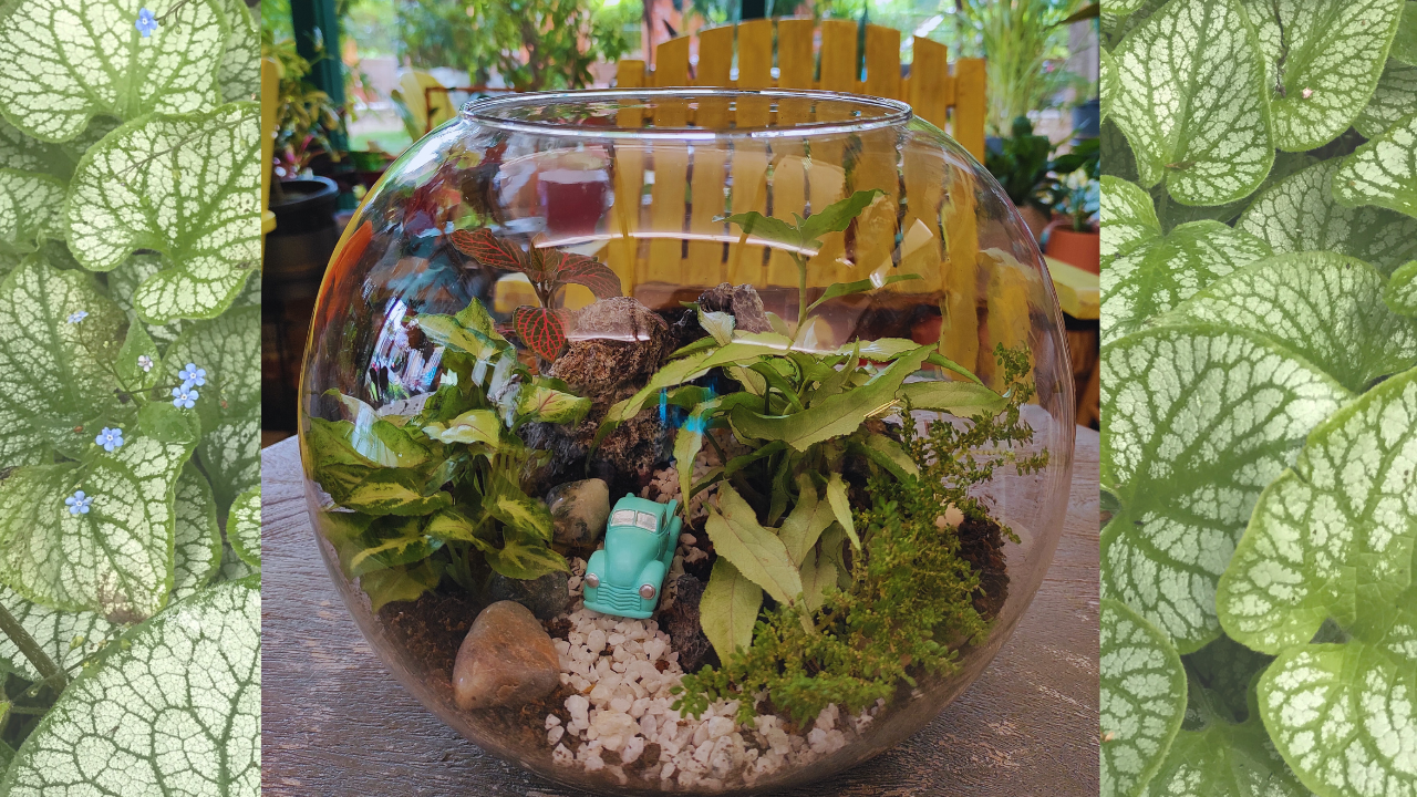 Wild Roots - We have a few Terrariums available! These are