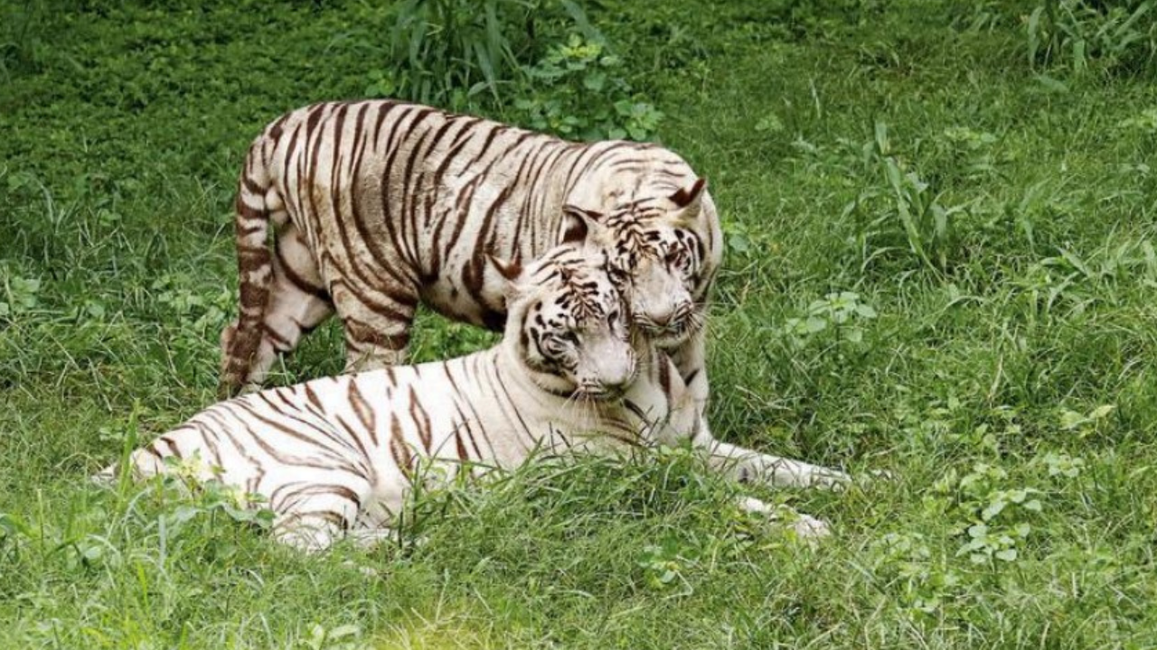 Delhi zoo to celebrate first birthday of white tiger cubs