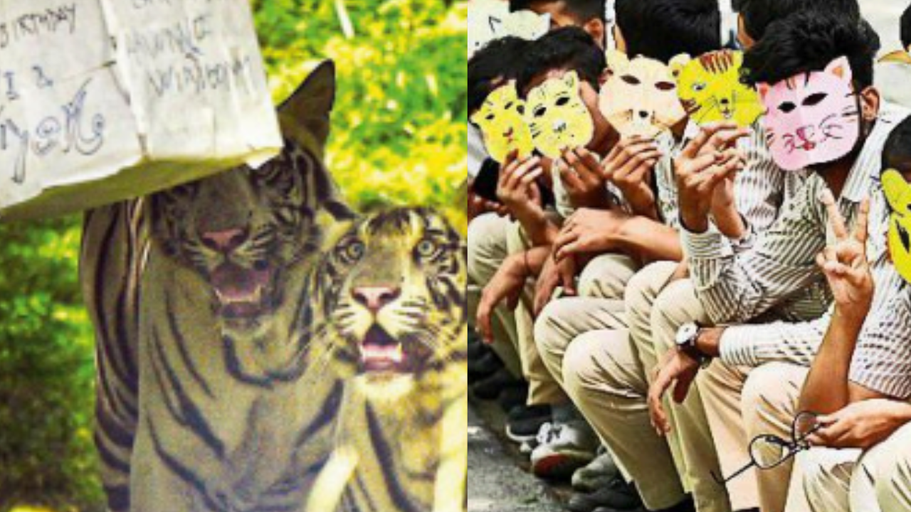 Malayan tiger cubs celebrate first birthday at zoo