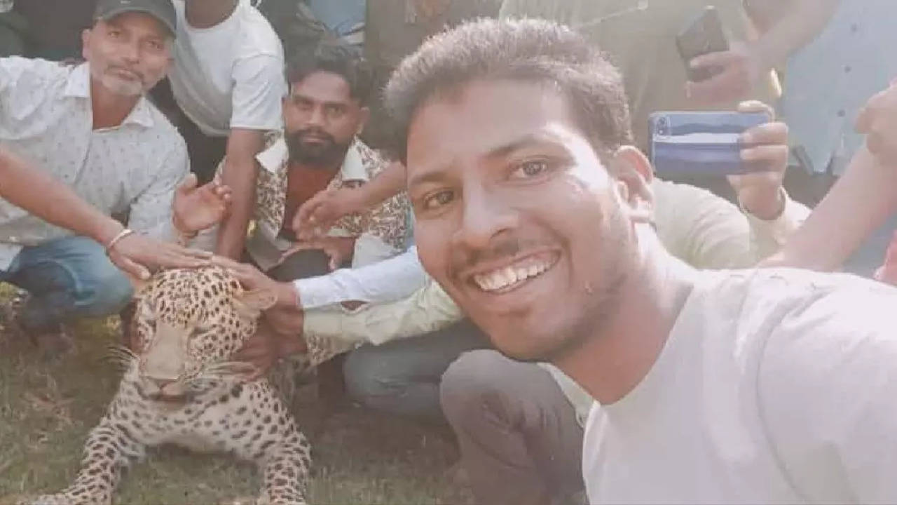 Madhya Pradesh Leopard: As ailing leopard strays into Madhya Pradesh's Devas district, villagers make merry by clicking selfies | Indore News - Times of India