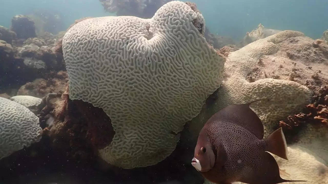 Reef Fish - Woods Hole Oceanographic Institution